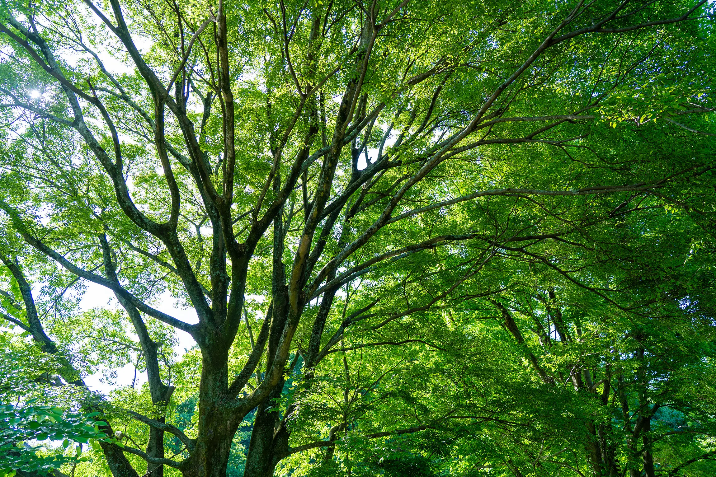 環境マネジメントシステム ISO 14001 の再認証審査に合格