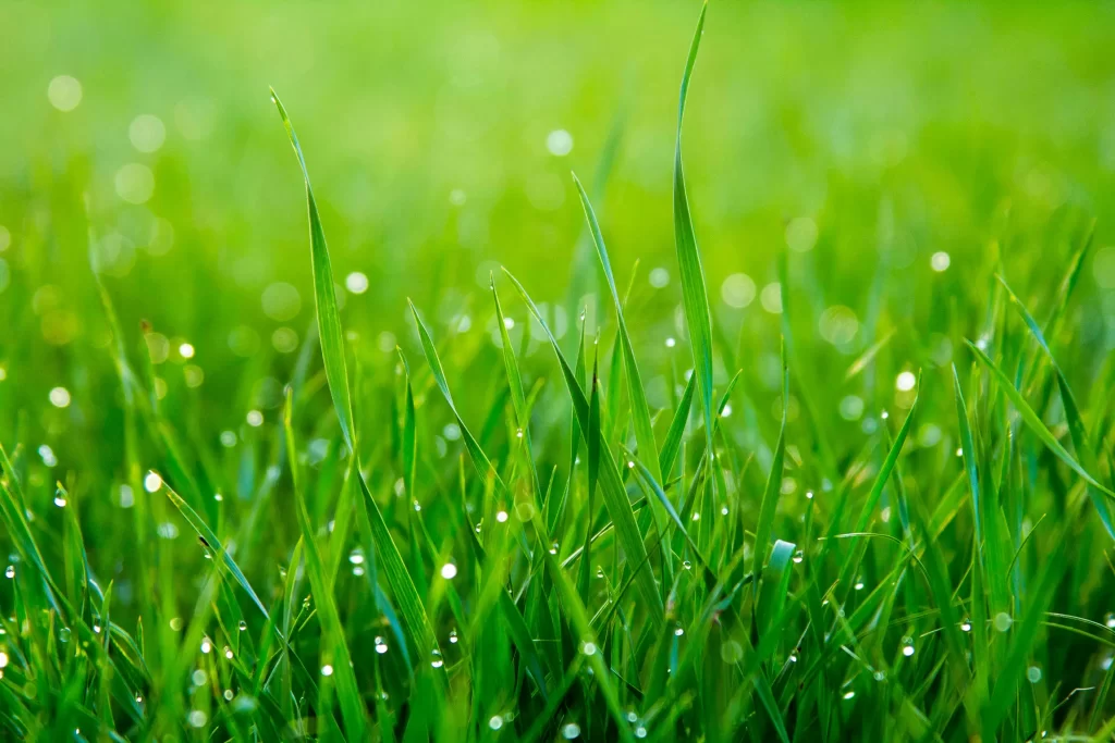 サッカー場の芝生管理のポイント